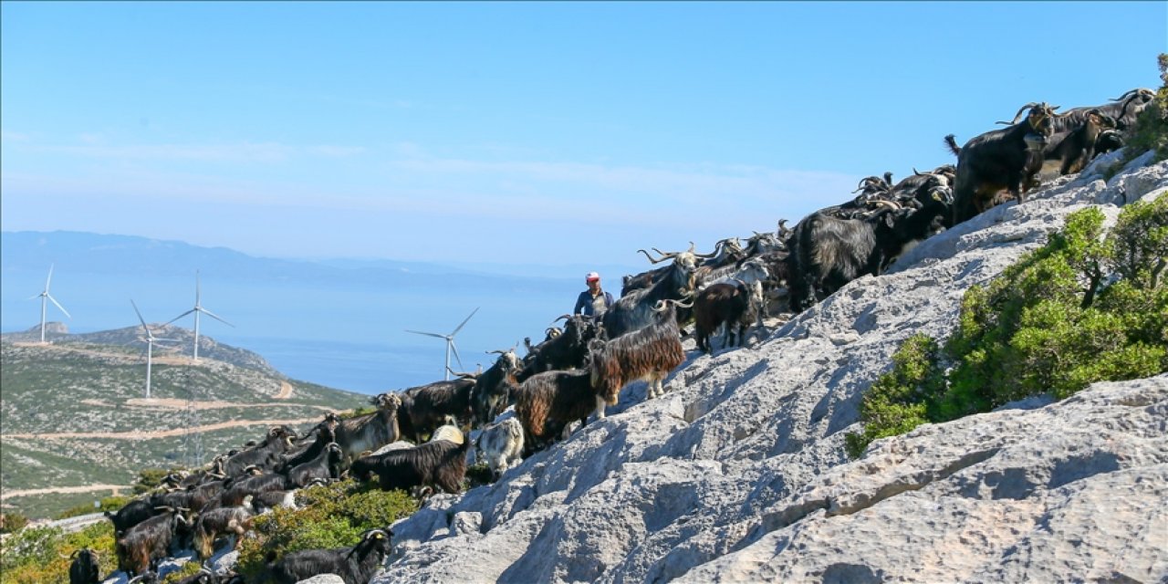 Kıl keçilerinden elde ettikleri kopanisti, kelle ve deri tulum peynirini satarak, geçimlerini sağlayan köylüler, kurulan RES’ler yüzünden hayvanların sütünün azaldığını, gebe kalan keçilerin de daha sık düşük yaptığını anlatıyor. (Fotoğraf: Halil Fidan - Anadolu Ajansı)